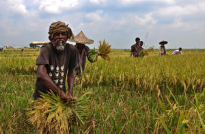 Agriculture